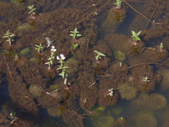 Limnophila indica