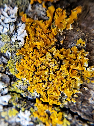 Hooded Sunburst Lichen