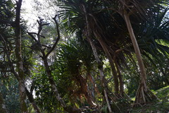 Pandanus tectorius tectorius