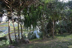 Pandanus tectorius tectorius