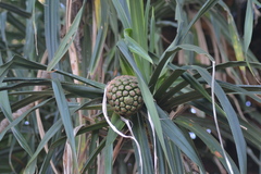 Pandanus tectorius tectorius