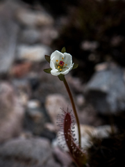 Drosera murfetii