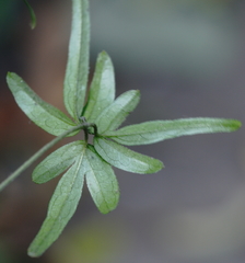 Clematis formosana
