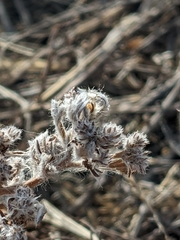 Krascheninnikovia lanata