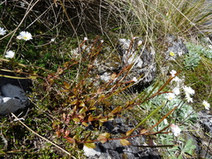 Epilobium chlorifolium