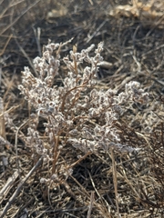 Krascheninnikovia lanata