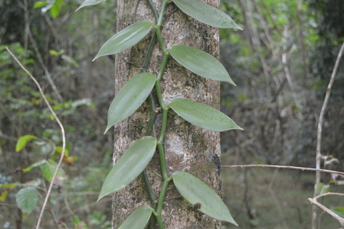 Vanilla tahitensis observed 2017-09-02