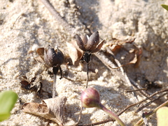 Ipomoea pes-caprae
