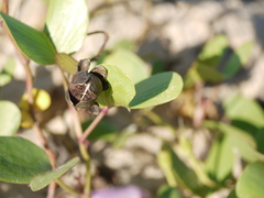 Ipomoea pes-caprae