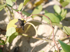 Ipomoea pes-caprae