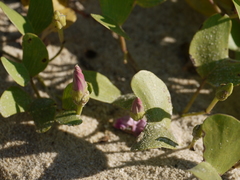 Ipomoea pes-caprae