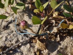 Ipomoea pes-caprae