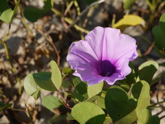 Ipomoea pes-caprae