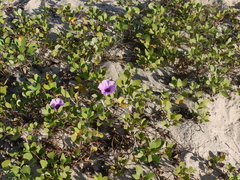 Ipomoea pes-caprae