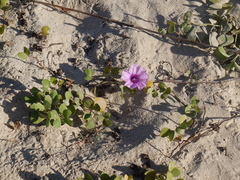 Ipomoea pes-caprae