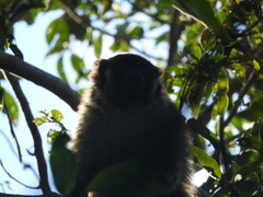 Callicebus coimbrai