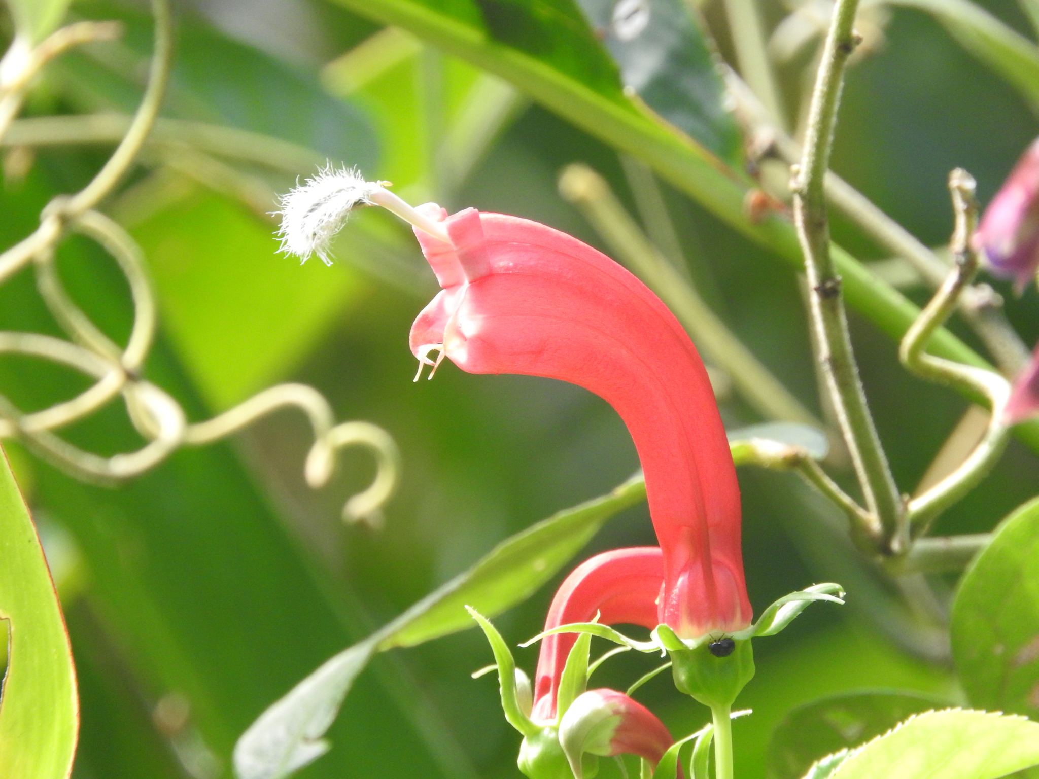 Centropogon cornutus