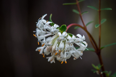 Pimelea ligustrina