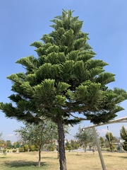 Araucaria