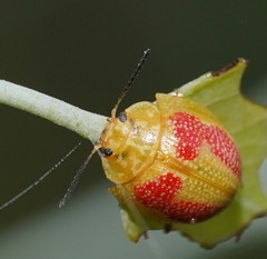 Paropsisterna fastidiosa