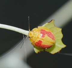 Paropsisterna fastidiosa