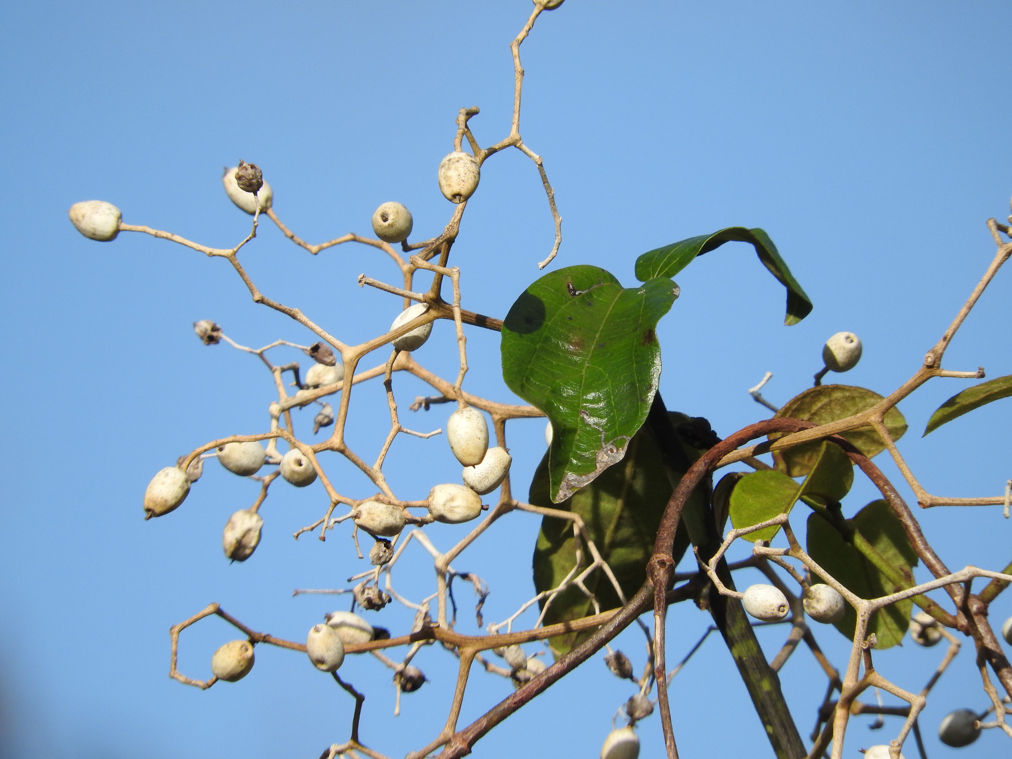 Sparattanthelium botocudorum