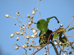 Sparattanthelium botocudorum