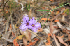 Thysanotus racemoides