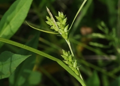 Carex corrugata