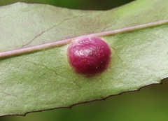 Puccinia andropogonis