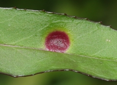 Puccinia andropogonis