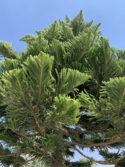 Araucaria