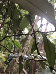 Candovia strumosa