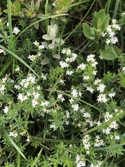 Asperula pusilla