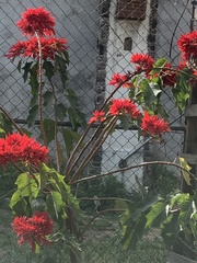 Euphorbia pulcherrima