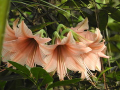 Hippeastrum stylosum