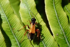 Priocnemis conformis