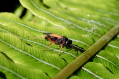 Priocnemis conformis