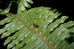 Priocnemis conformis