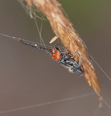 Brachytria centralis