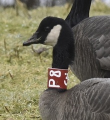 Branta canadensis occidentalis