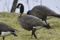 Branta canadensis occidentalis