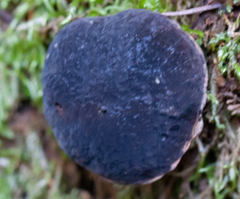 Xerocomellus truncatus