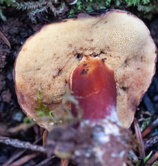 Xerocomellus truncatus