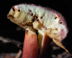 Xerocomellus truncatus