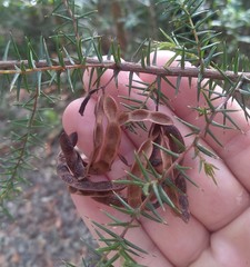 Acacia ulicifolia