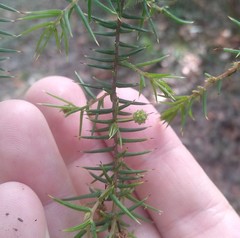 Acacia ulicifolia