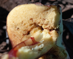 Xerocomellus truncatus