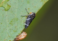 Eurymeloides bicincta