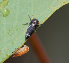 Eurymeloides bicincta